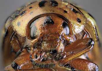 Image showing Potato Bug Macro