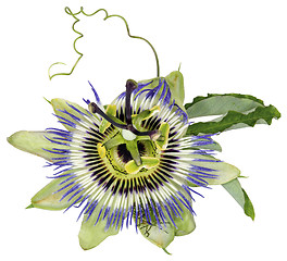 Image showing Passiflora caerulea, Blue Passion Flower