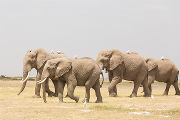 Image showing Herd of wild elephants in Amboseli National Park, Kenya.