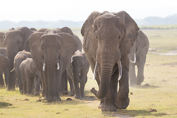 Image showing Herd of wild elephants in Amboseli National Park, Kenya.