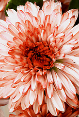 Image showing Red and White Chrysanthemum