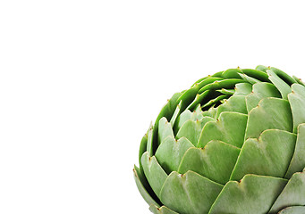 Image showing Large Globe Artichoke On White