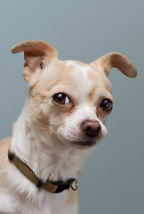 Image showing Chihuahua with Curious Look