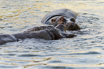 Image showing Two hippos in the water (hippopotamus)