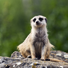 Image showing Meerkat or suricate