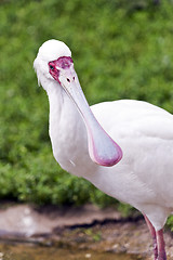 Image showing Spoonbill (long-legged wading bird)