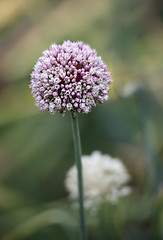 Image showing Beautiful allium flower