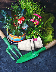 Image showing Spring flower and garden tools