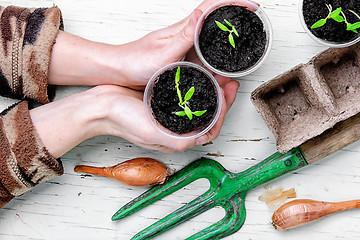 Image showing Hands with spring plants