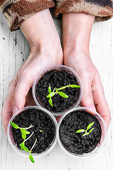 Image showing Hands with spring plants