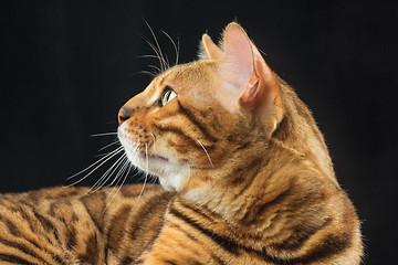 Image showing The gold Bengal Cat on black background