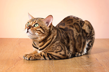 Image showing The gold Bengal Cat on brown background