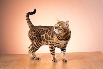 Image showing The gold Bengal Cat on brown background