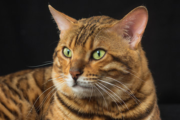 Image showing The gold Bengal Cat on black background