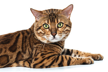 Image showing The gold Bengal Cat on white background