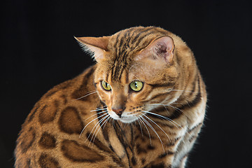 Image showing The gold Bengal Cat on black background