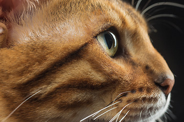 Image showing The gold Bengal Cat on black background