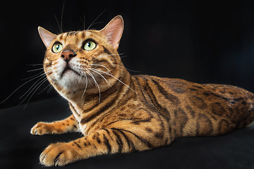 Image showing The gold Bengal Cat on black background