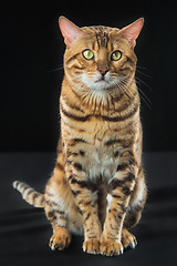 Image showing The gold Bengal Cat on black background