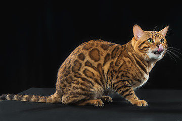 Image showing The gold Bengal Cat on black background