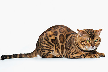 Image showing The gold Bengal Cat on white background