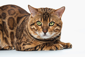 Image showing The gold Bengal Cat on white background