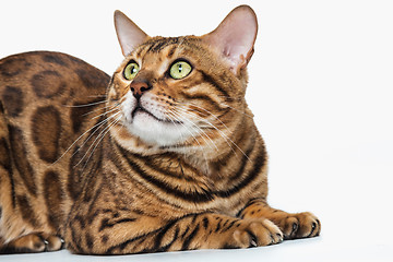 Image showing The gold Bengal Cat on white background