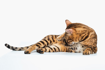 Image showing The gold Bengal Cat on white background