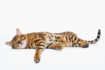 Image showing The gold Bengal Cat on white background