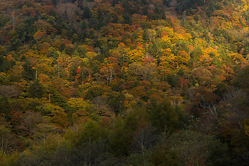 Image showing Autumn forest mountain