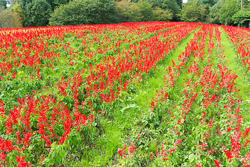 Image showing Red Salvia farm