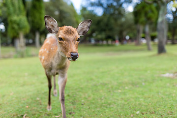 Image showing Lovely Deer in the park