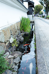 Image showing Koi fish in the roadside