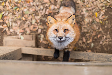 Image showing Adorable fox climb up