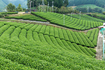 Image showing Green Tea field