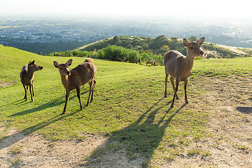 Image showing Deer in Mount Wakakusa