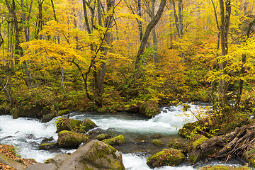 Image showing Japanese Oirase Mountain Stream