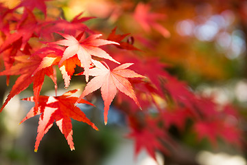 Image showing Red maple leaves