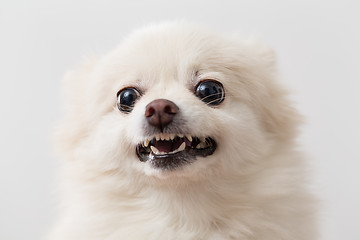 Image showing Pomeranian getting angry