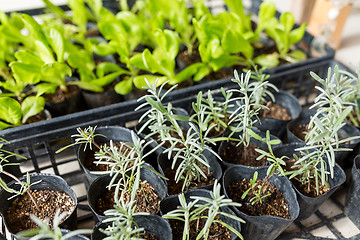 Image showing Sprout in pot