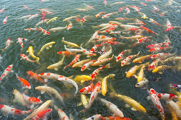 Image showing Carp fish