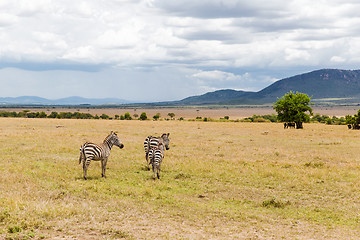 Image showing herd of zebras grazing in savannah at africa