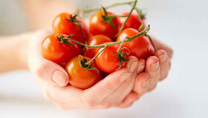 Image showing close up of female hands holding cherry tomatoes