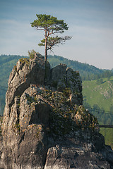 Image showing pine grows through the rocks