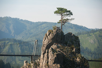 Image showing pine grows through the rocks