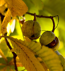 Image showing harvest