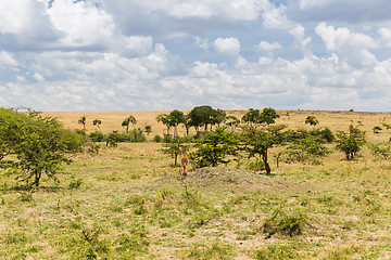 Image showing impala or antelope with calf in savannah at africa