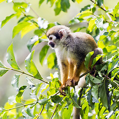 Image showing Common squirrel monkey