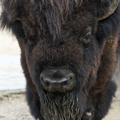 Image showing American bison