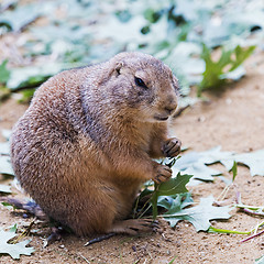 Image showing Black-tailed prairie dog